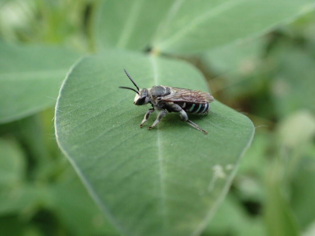 アオスジハナバチ