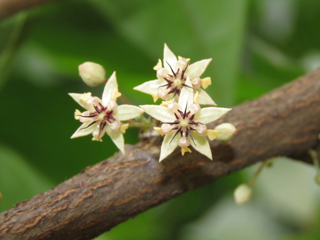 Theobroma cacao