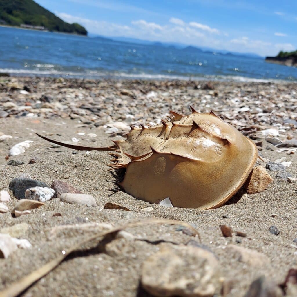 カブトガニ