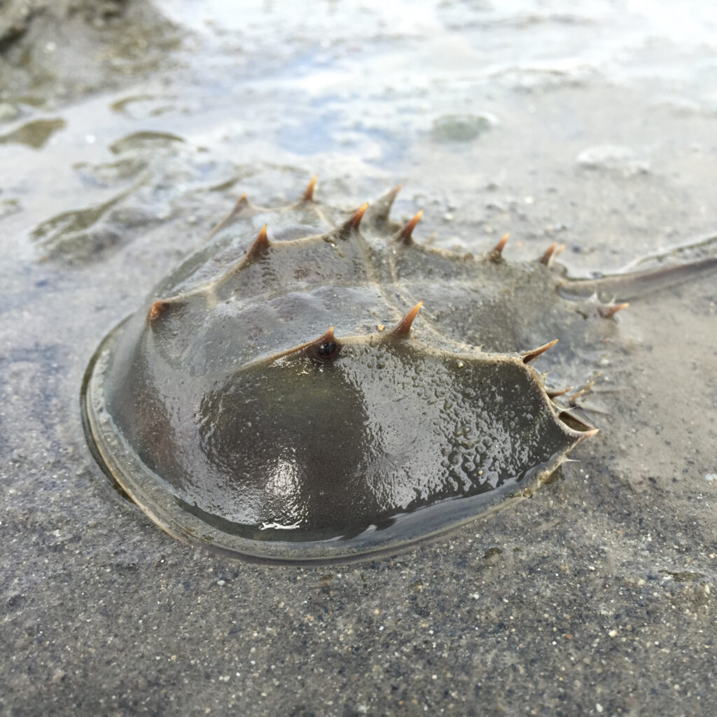 カブトガニ