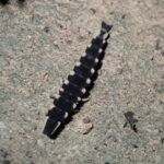 マドボタルの一種