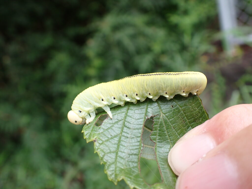 キイロモモブトハバチ