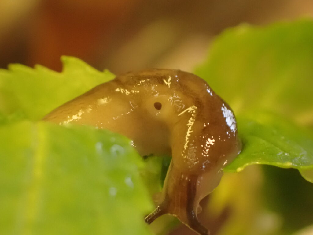 ナメクジの呼吸孔