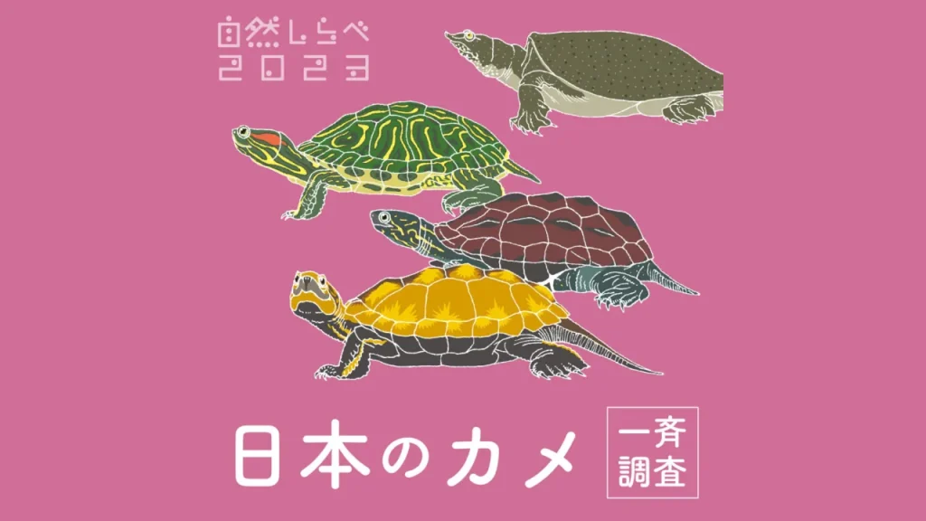 日本のカメ一斉調査