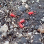 カベアナタカラダニ