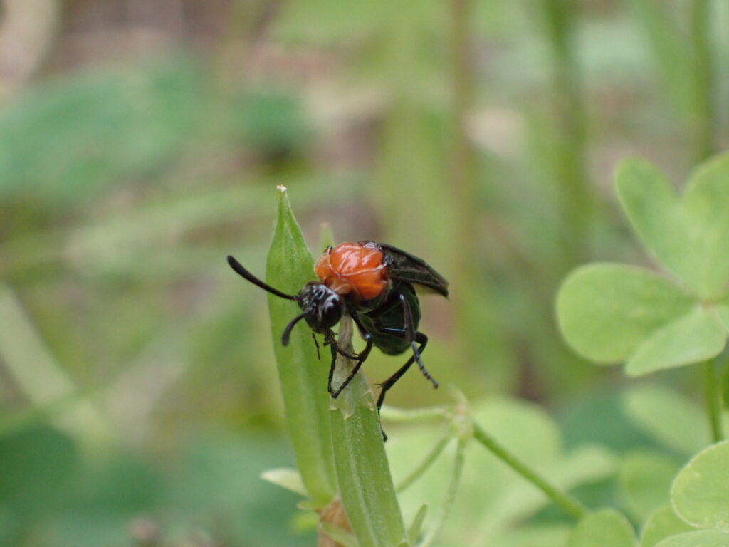 ニレチュウレンジ