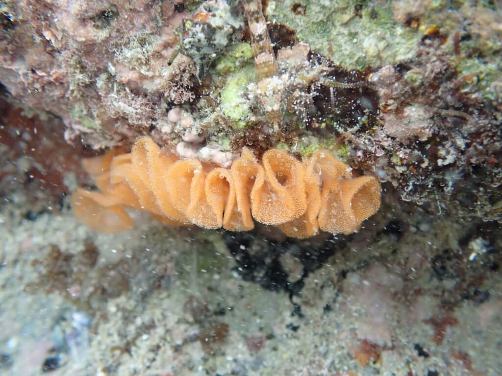 ウミウシの卵