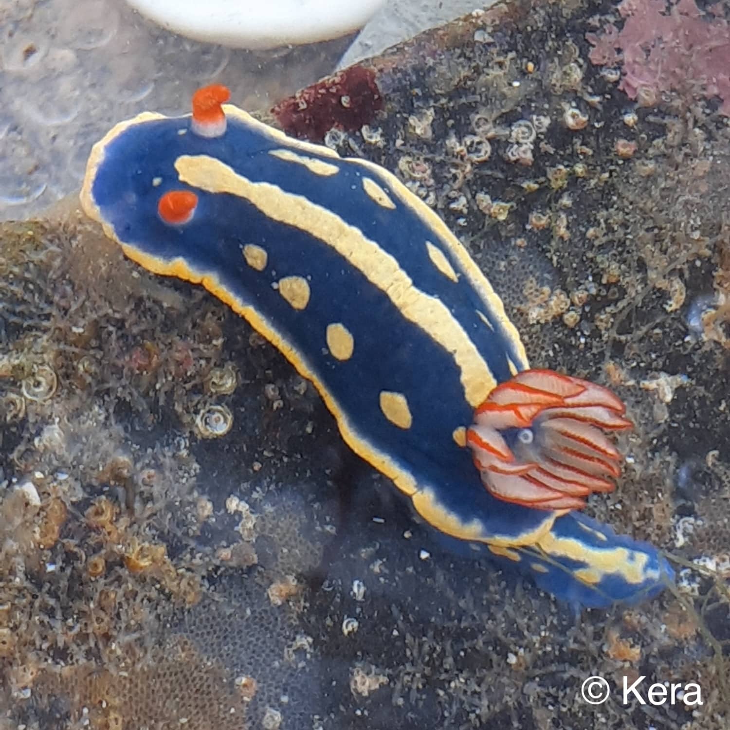 アオウミウシ