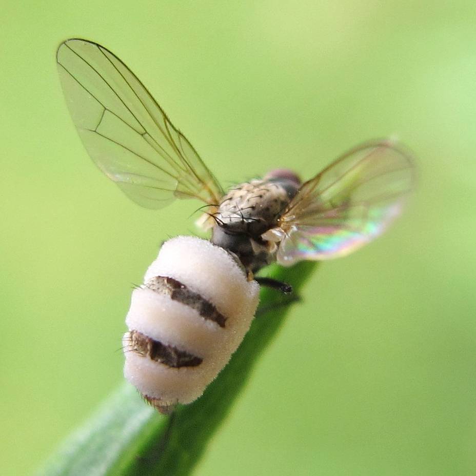 2011-06-20_Entomophthora_muscae_(Cohn)_Fresen_204248