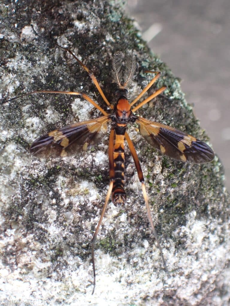 ホリカワクシヒゲガガンボ