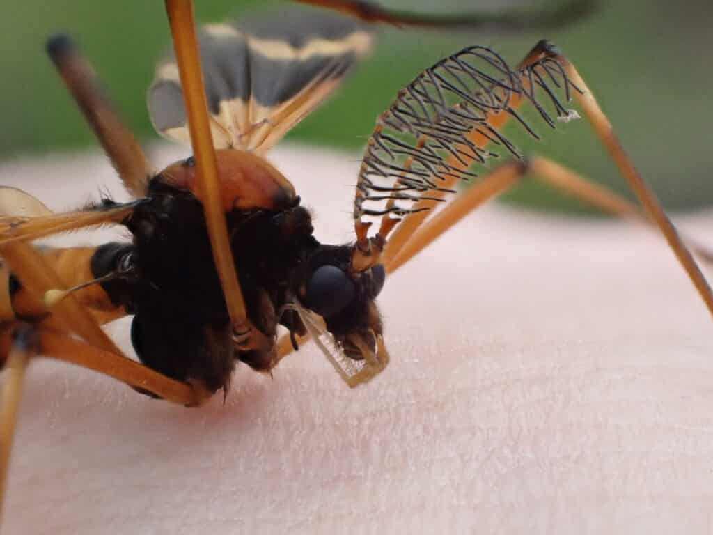 ホリカワクシヒゲガガンボ