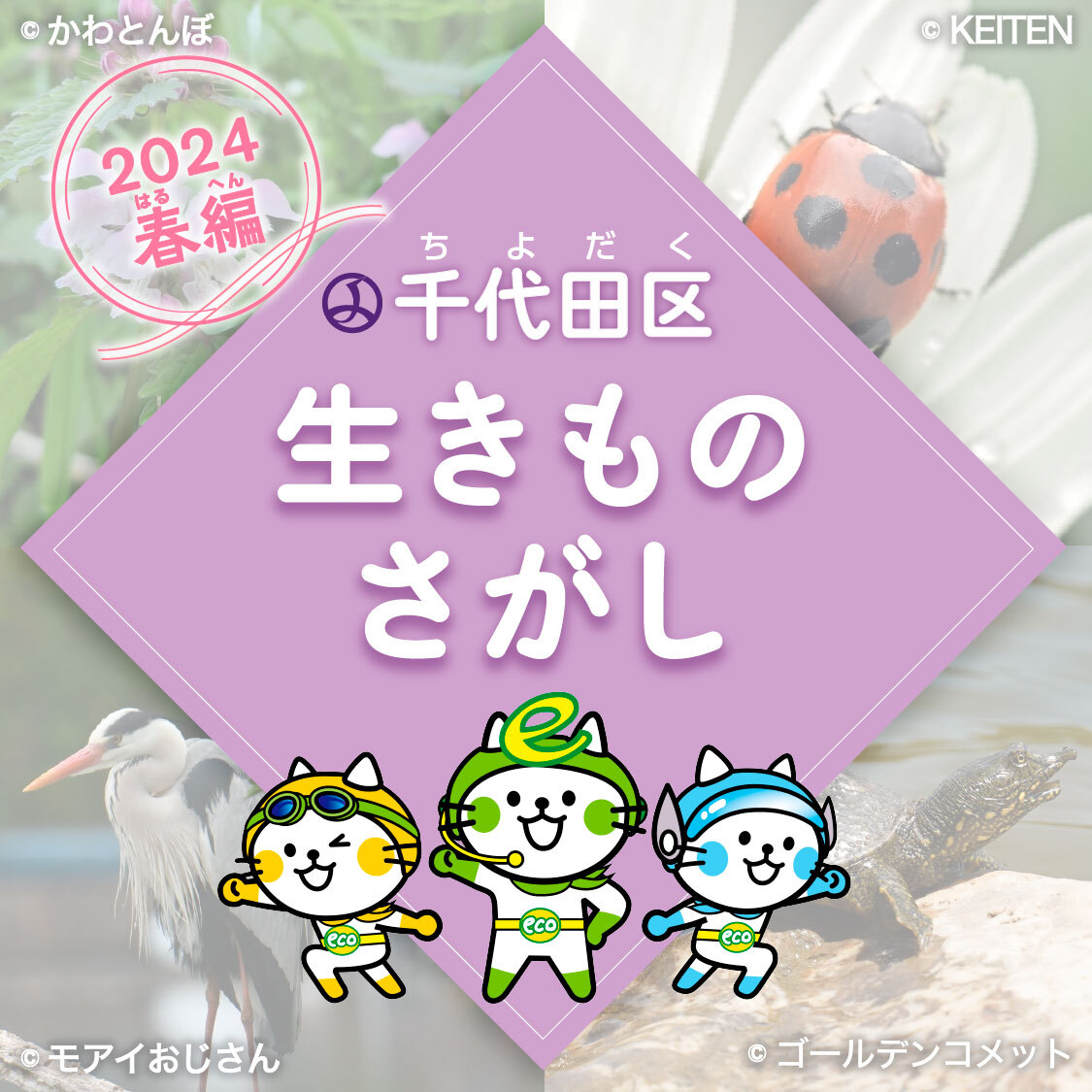 千代田区生きもの探し2024春編のアイキャッチ画像