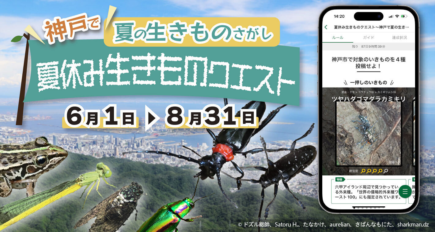 神戸で夏の生きものさがし 夏休み生きものクエストのアイキャッチ画像