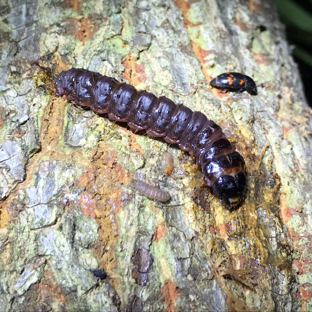 ボクトウガの幼虫