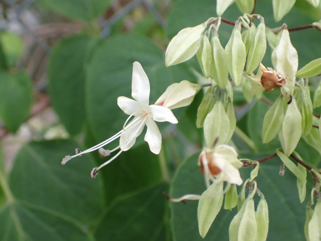クサギの花