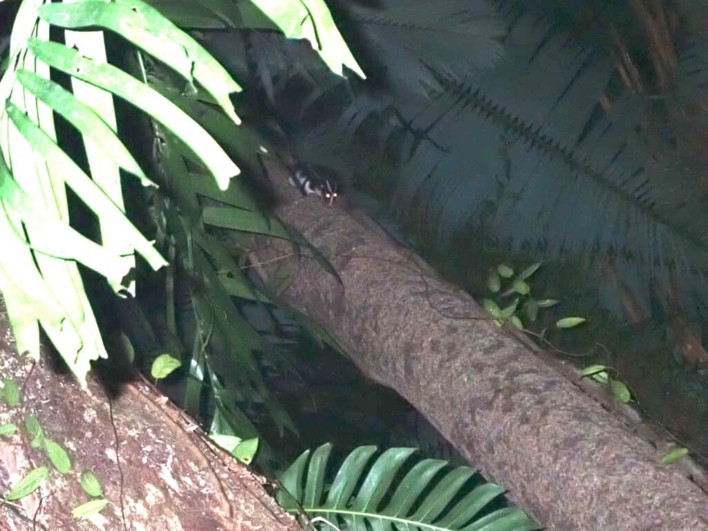 フクロシマリス