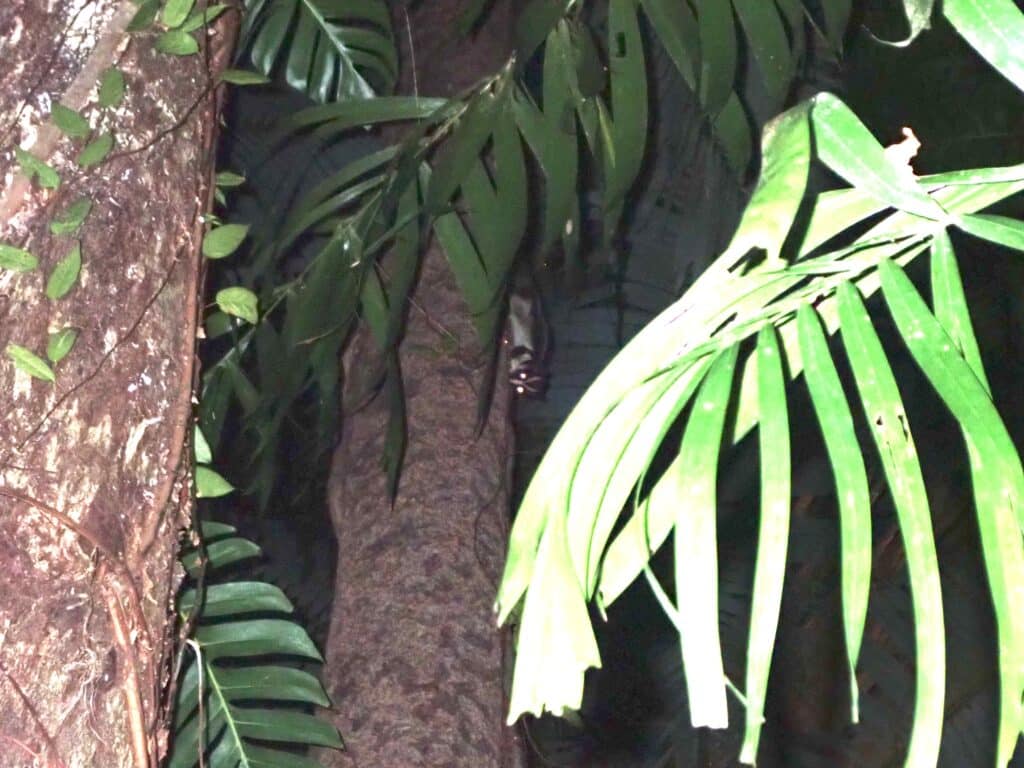 フクロシマリス