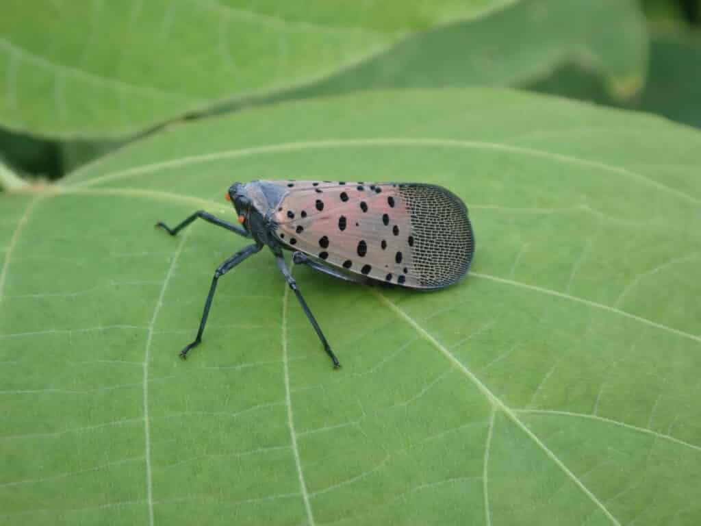 シタベニハゴロモ