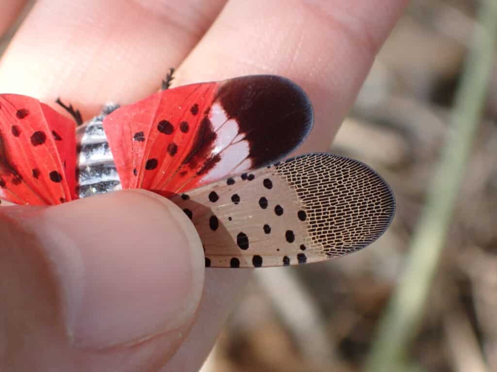 シタベニハゴロモ