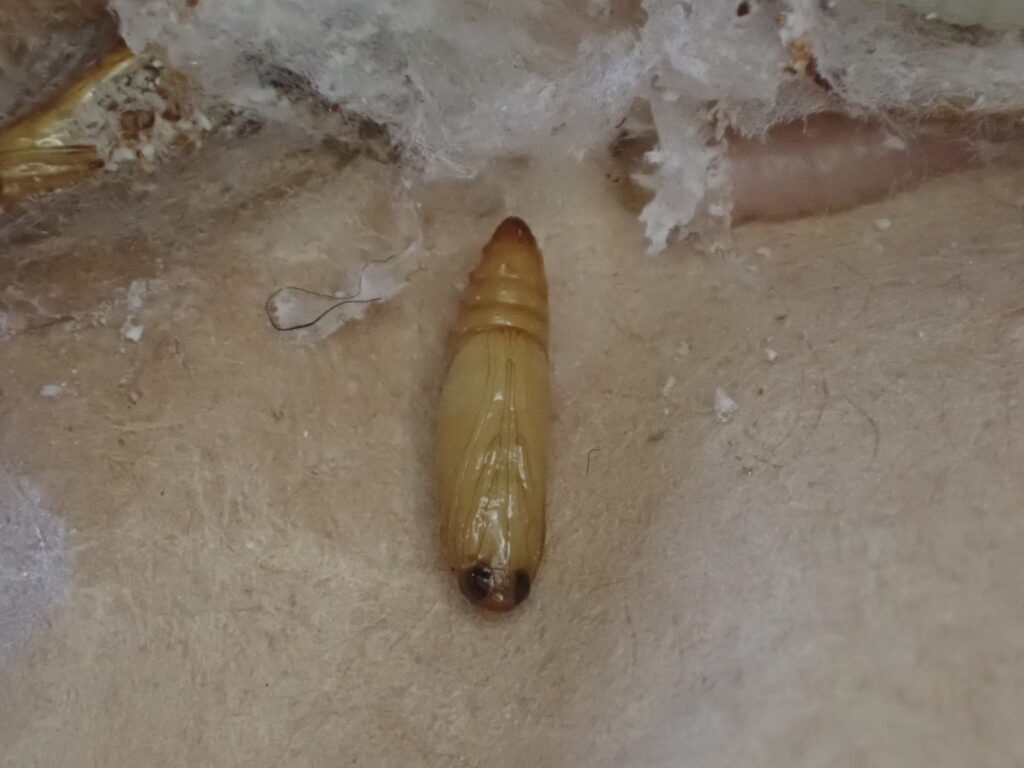 ノシメマダラメイガ