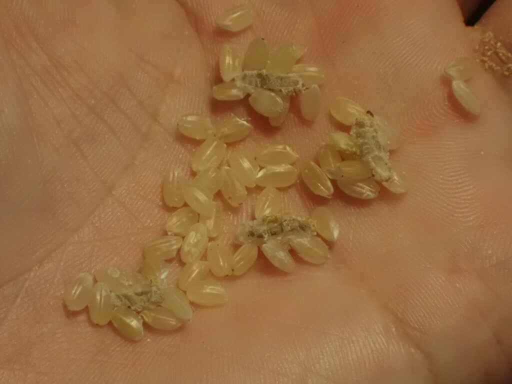 ノシメマダラメイガ