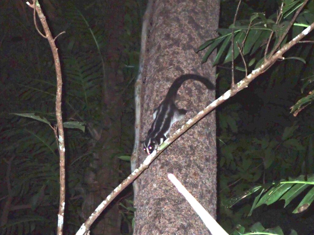 フクロシマリス