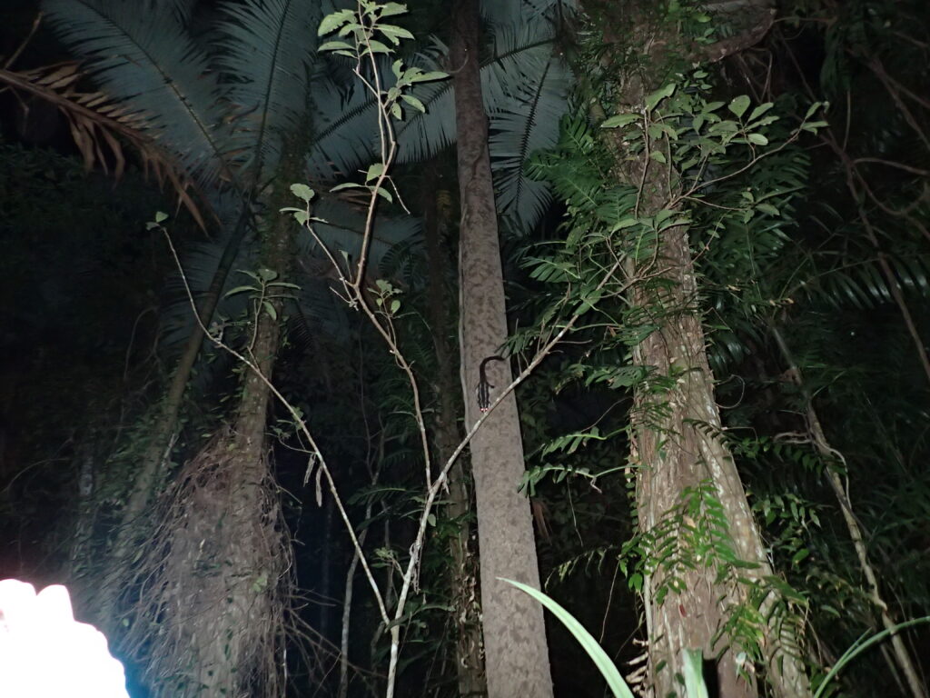 フクロシマリス