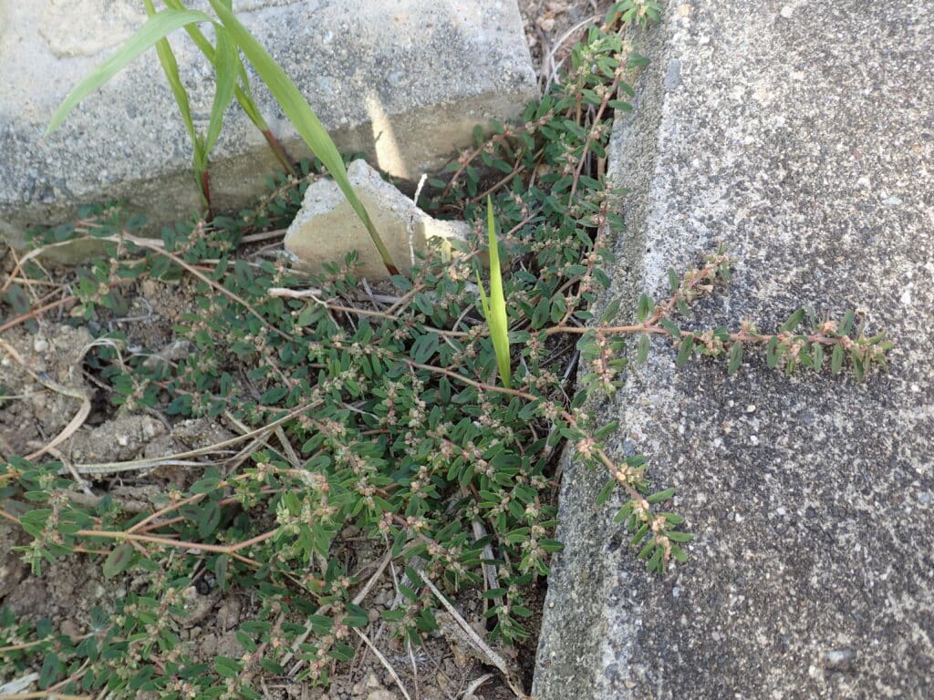 コニシキソウ