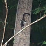 フクロシマリス