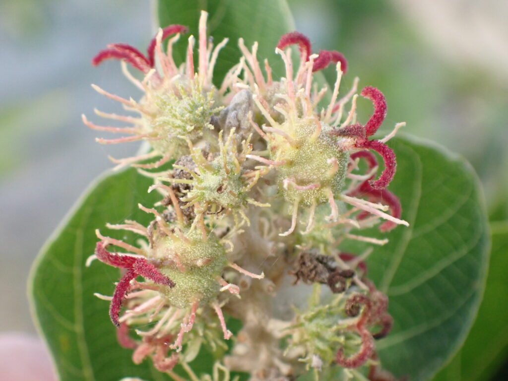 アカメガシワの雌花