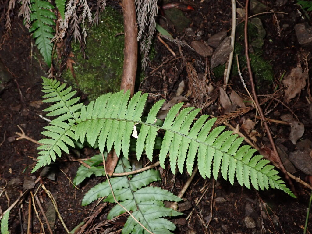ジュウモンジシダ