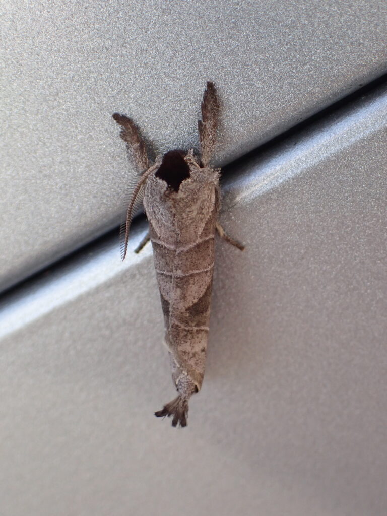 セグロシャチホコ