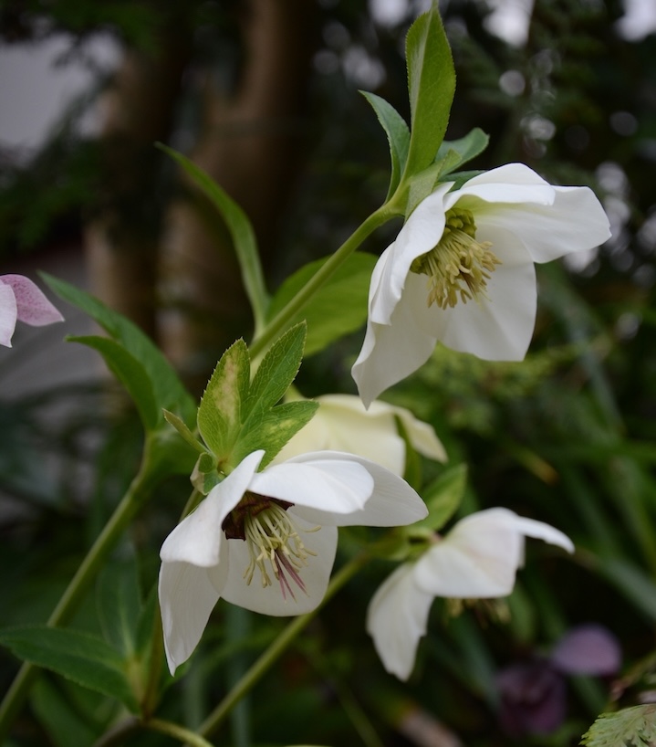 クリスマスローズ