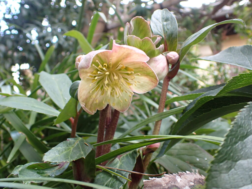 クリスマスローズ