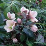 クリスマスローズ