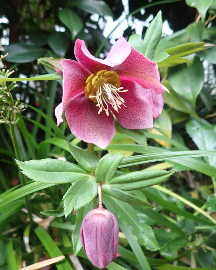 クリスマスローズ