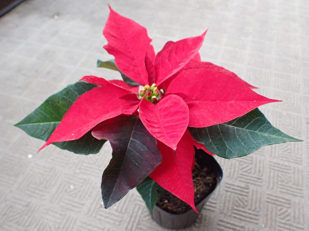 ポインセチア