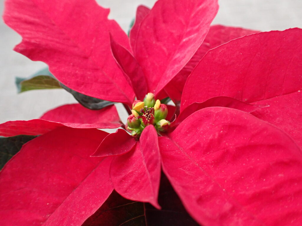 ポインセチア