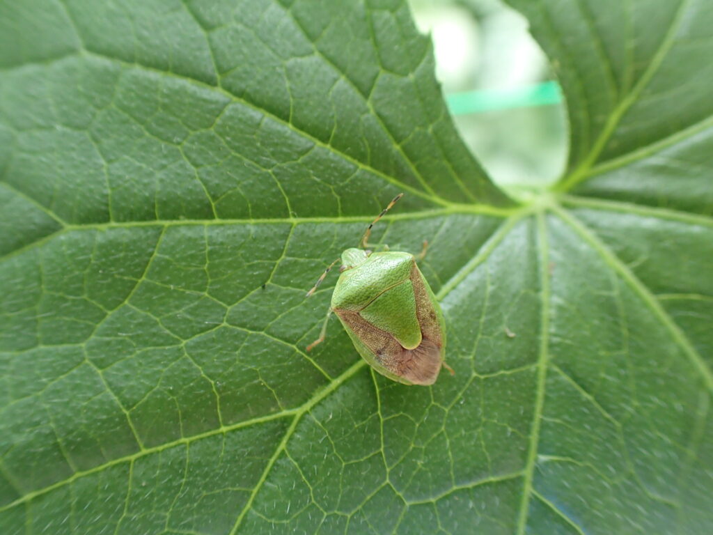 チャバネアオカメムシ