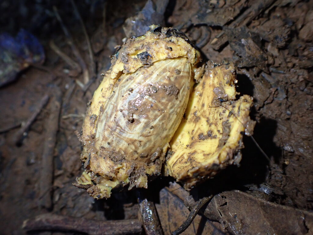ヒクイドリが食べていた果実
