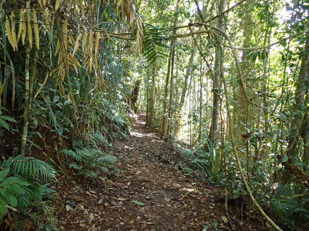 ヒクイドリと遭遇した林道