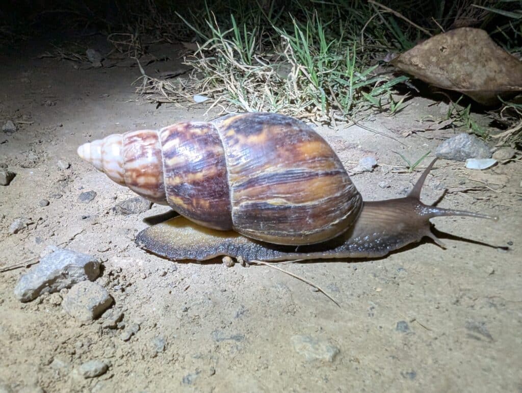 アフリカマイマイ