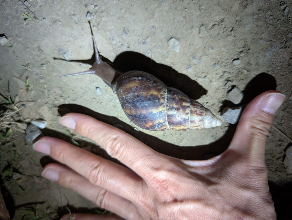 アフリカマイマイ