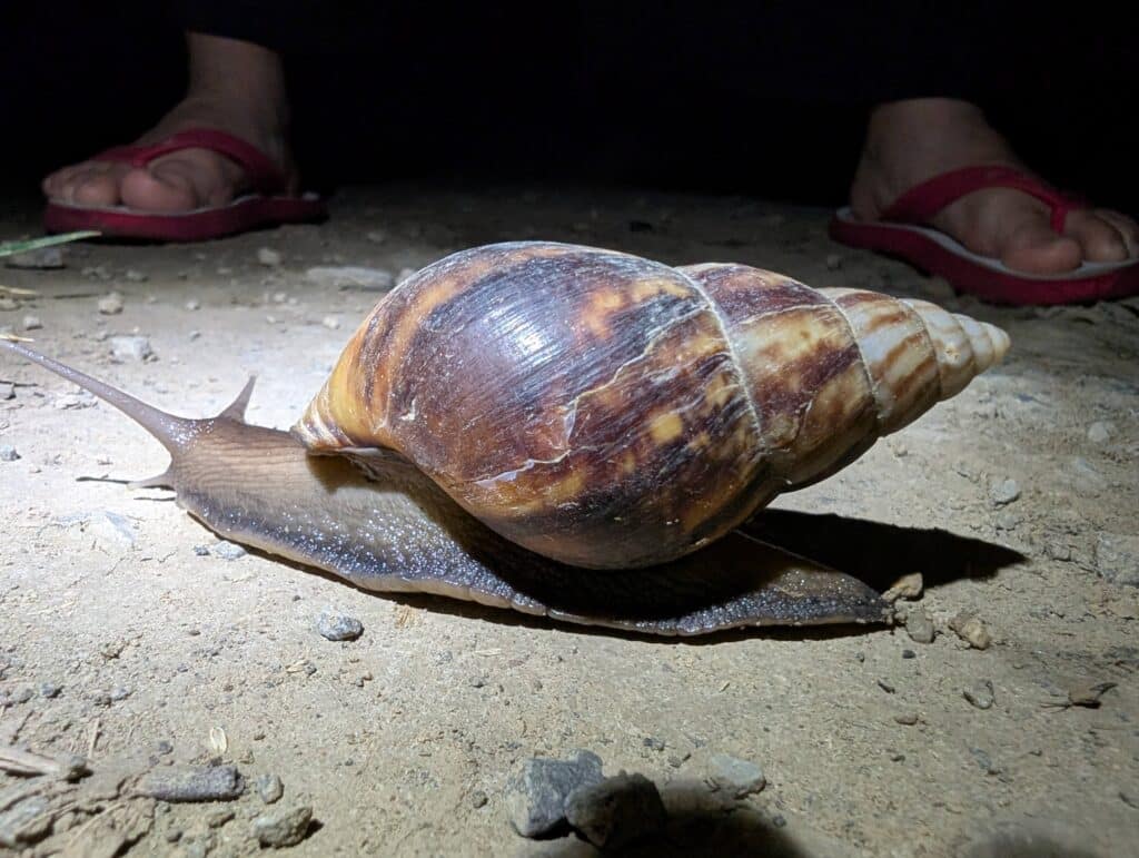 アフリカマイマイ