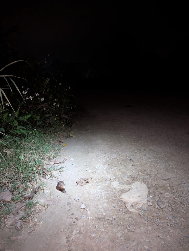 アフリカマイマイ