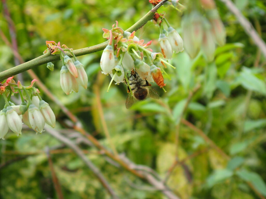 ニッポンヒゲナガハナバチ