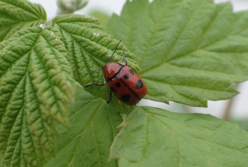 クロボシツツハムシ