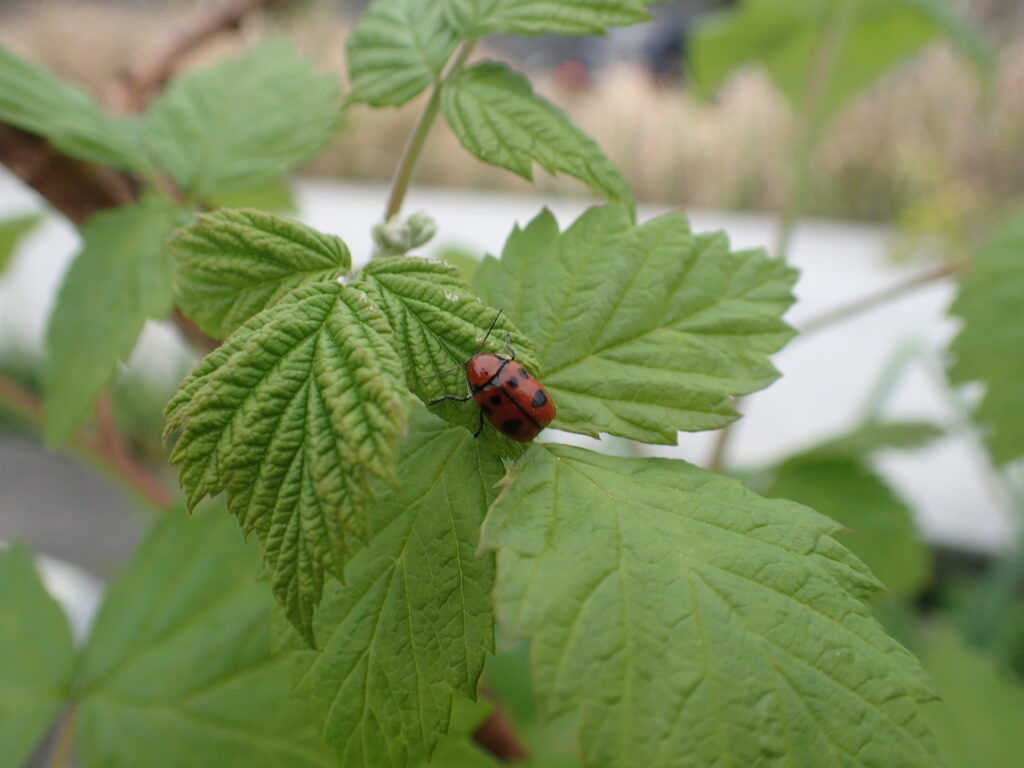 クロボシツツハムシ