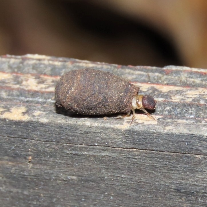 ツツハムシ類の幼虫
