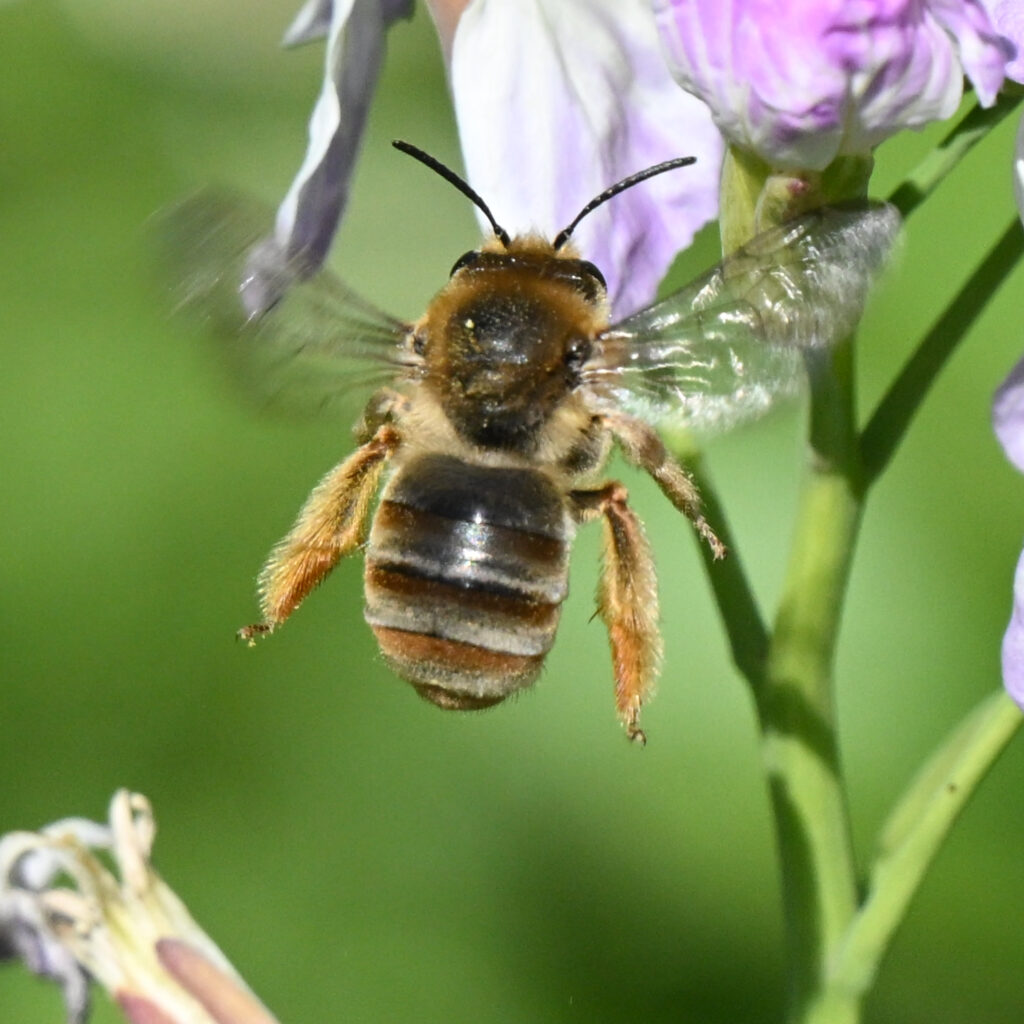 ニッポンヒゲナガハナバチのメス